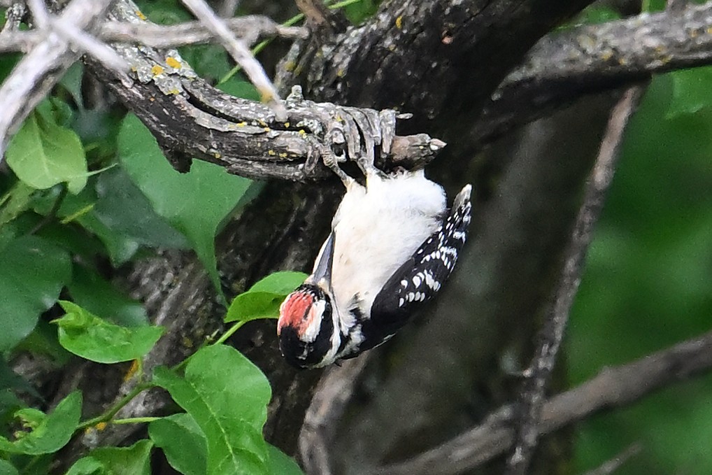 Hairy Woodpecker - Buck Lee