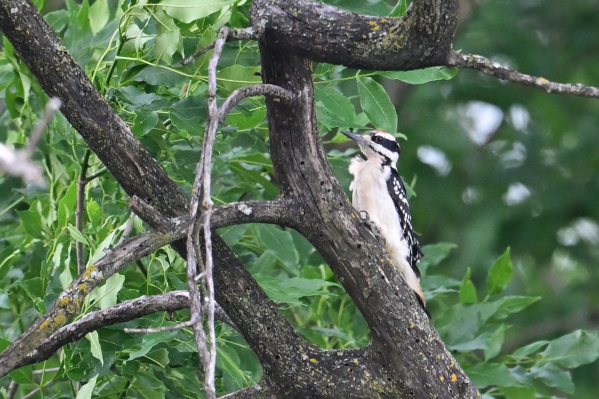 Hairy Woodpecker - Buck Lee