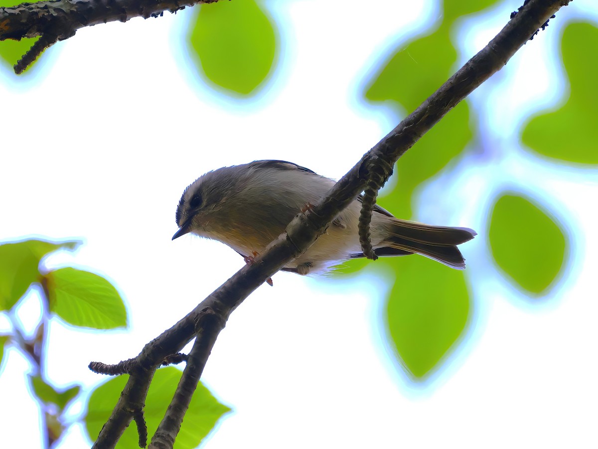Golden-crowned Kinglet - Eric Patry