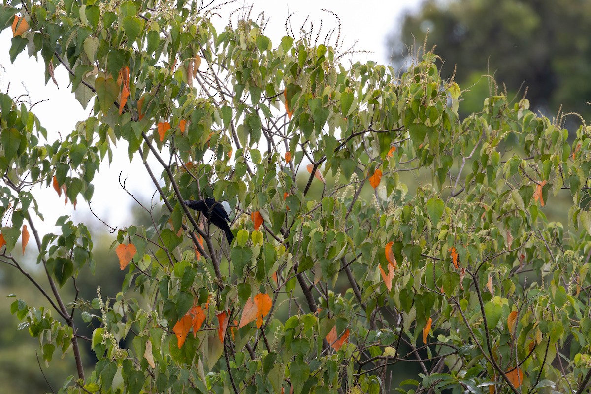 Smooth-billed Ani - Katia Oliveira