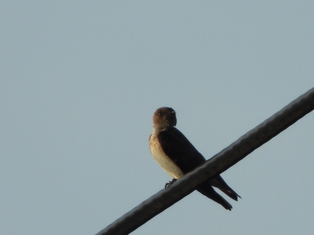 Northern Rough-winged Swallow - Elisabeth Cassinari