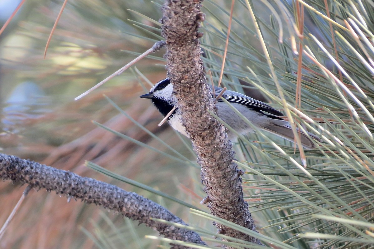 Mountain Chickadee - Steve Mesick