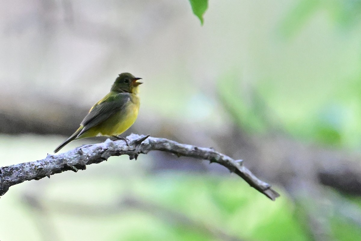 Painted Bunting - Buck Lee