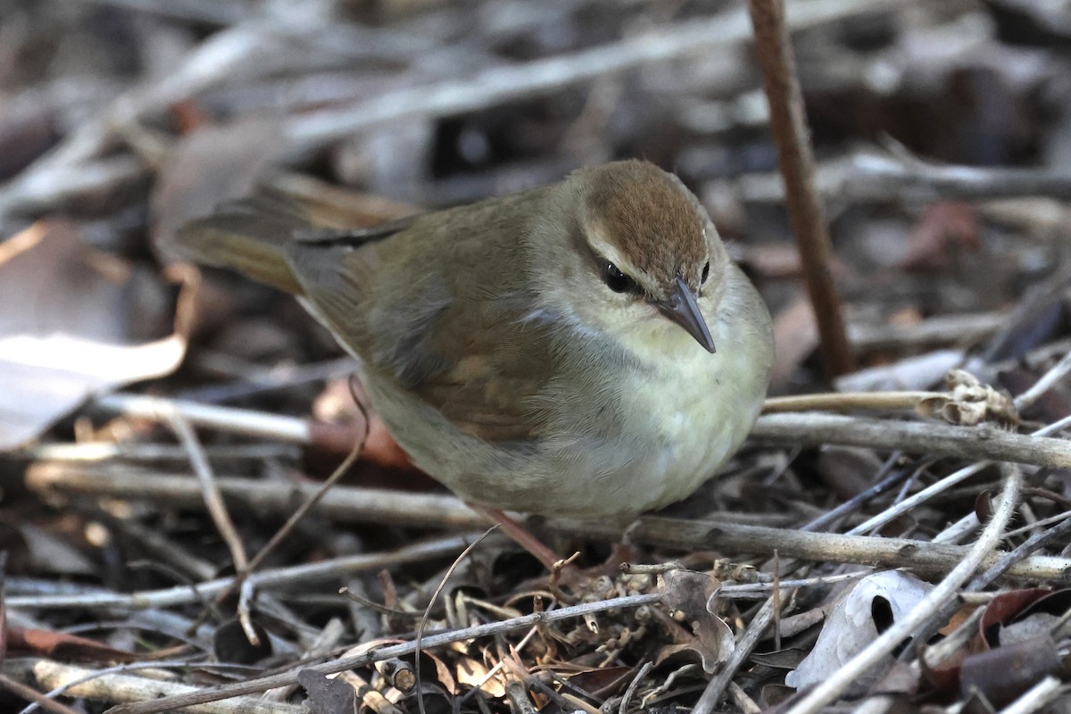 Swainson's Warbler - Jeff G