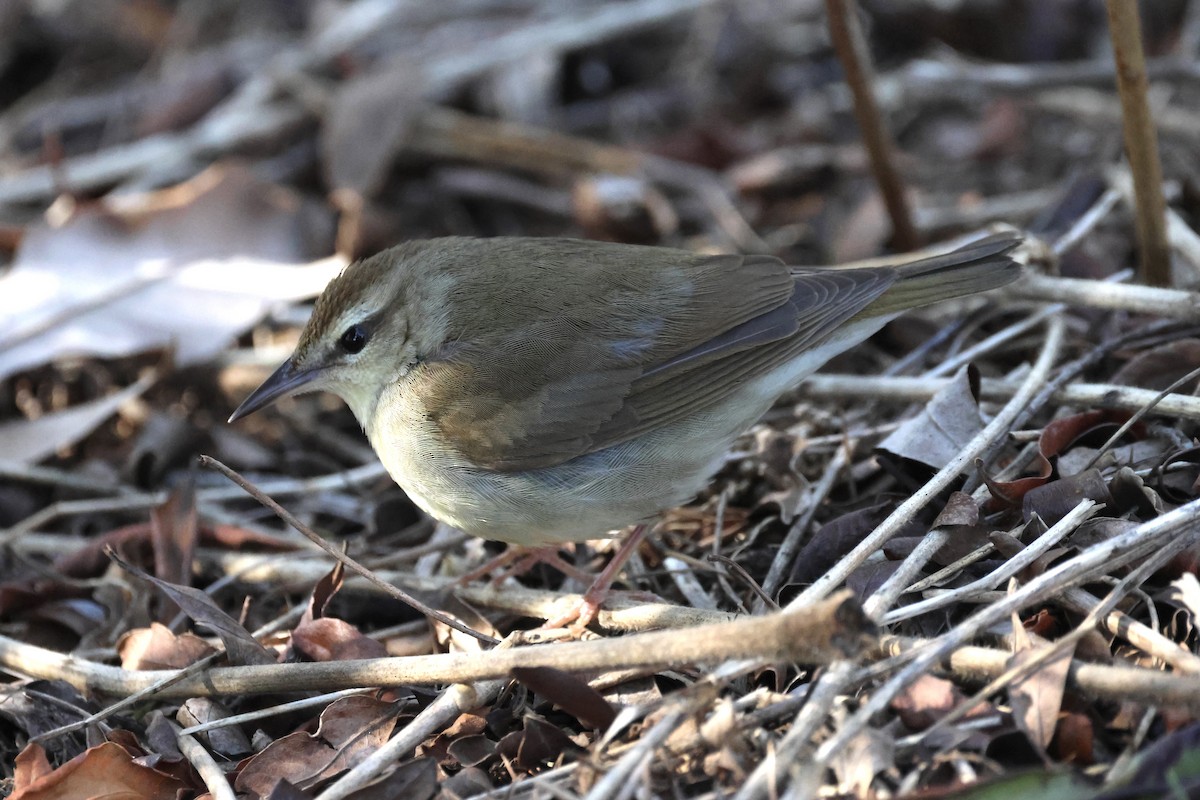 Swainson's Warbler - ML619422549