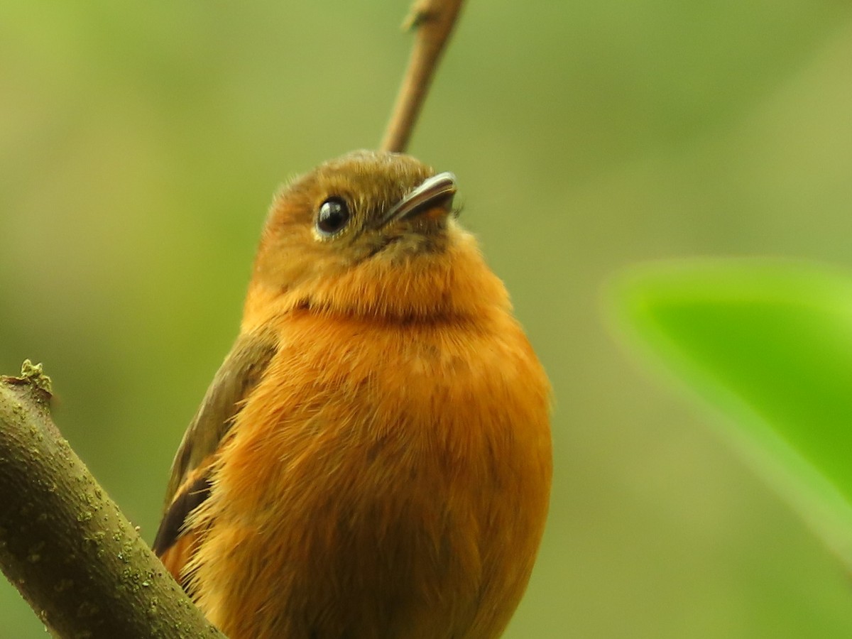 Cinnamon Flycatcher - Carolina Alcazar