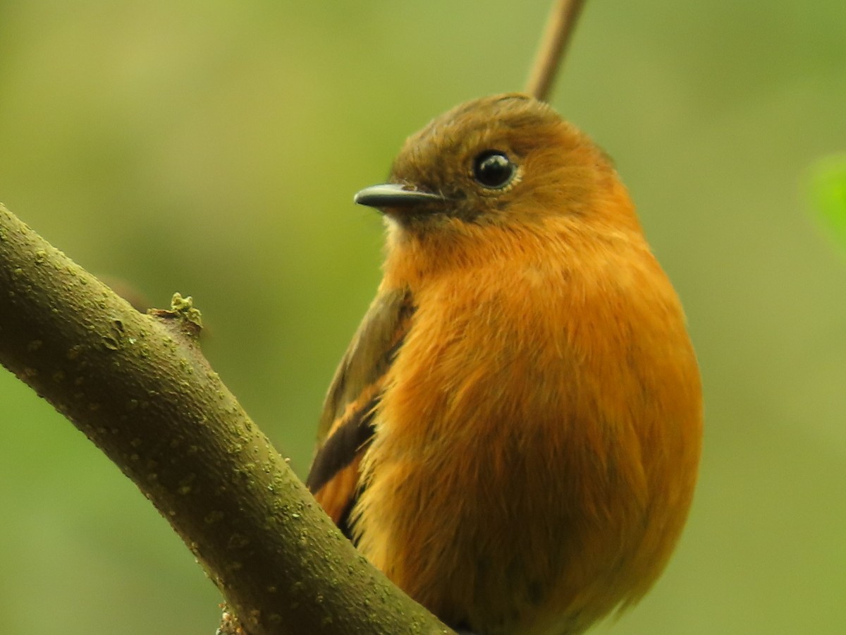 Cinnamon Flycatcher - Carolina Alcazar