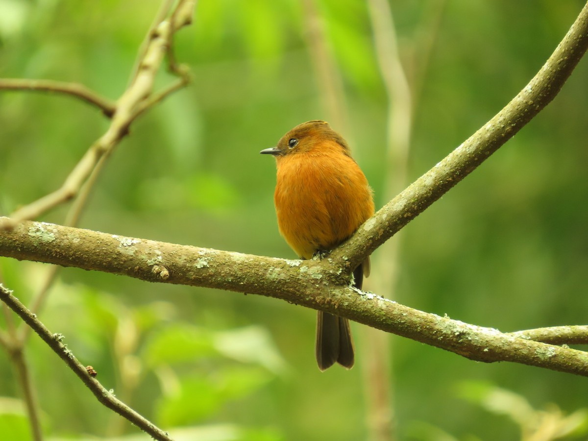 Cinnamon Flycatcher - Carolina Alcazar