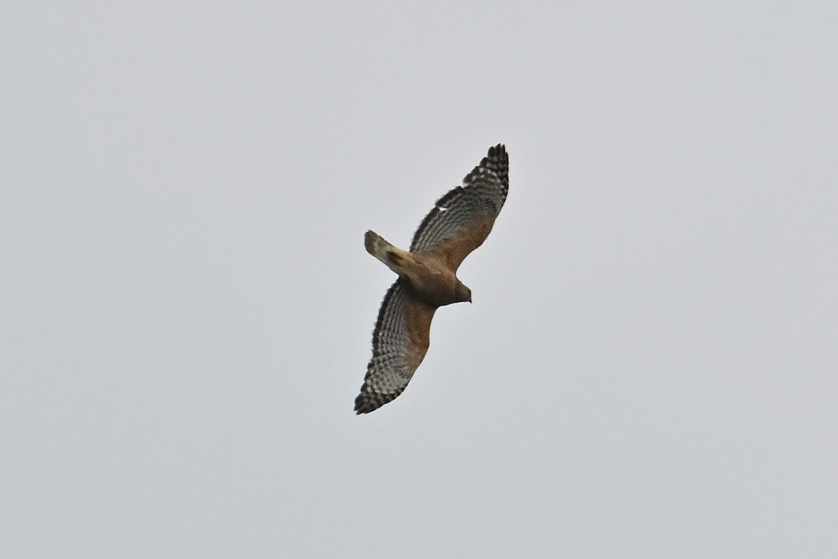 Red-shouldered Hawk - Buck Lee