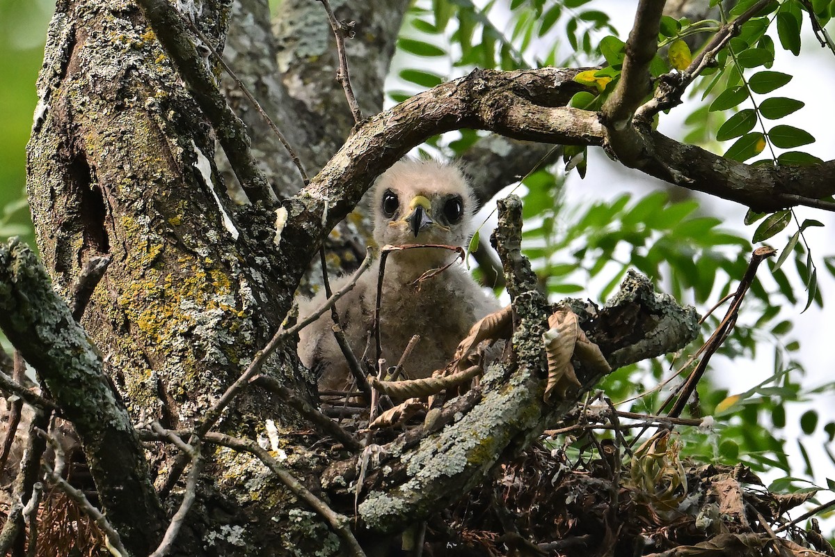 Red-shouldered Hawk - Buck Lee