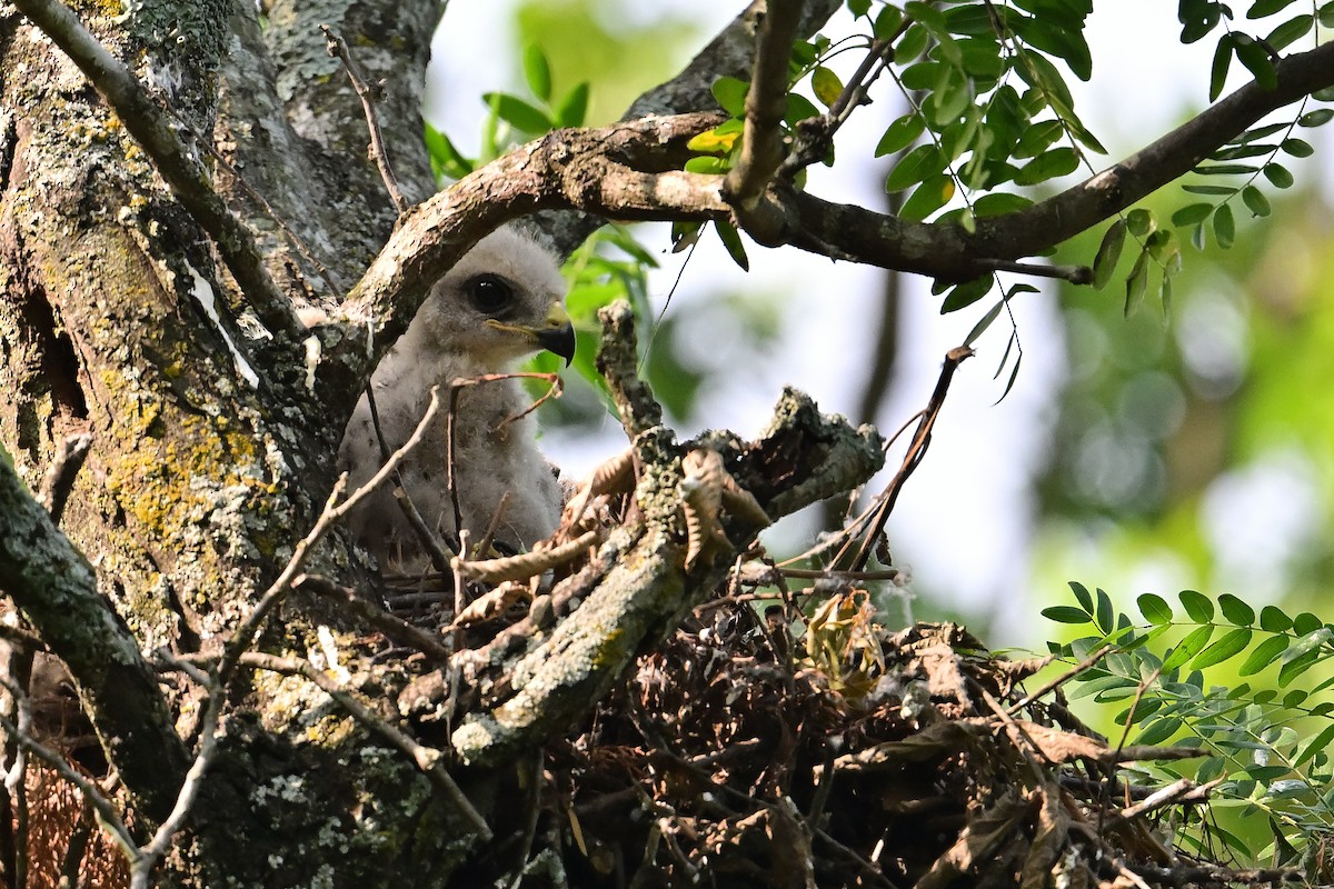 Red-shouldered Hawk - Buck Lee