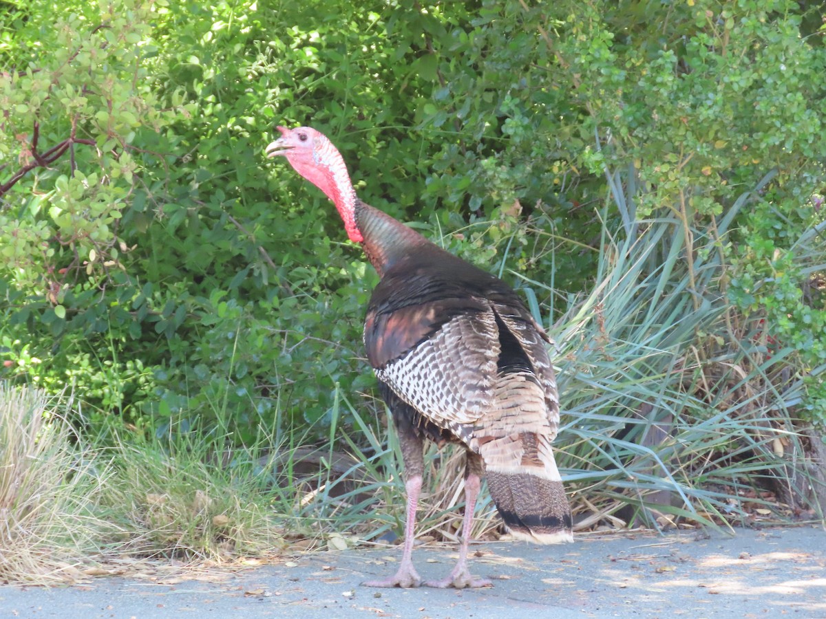 Wild Turkey - Theresa Call