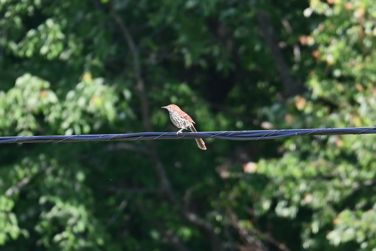 Brown Thrasher - ML619422600