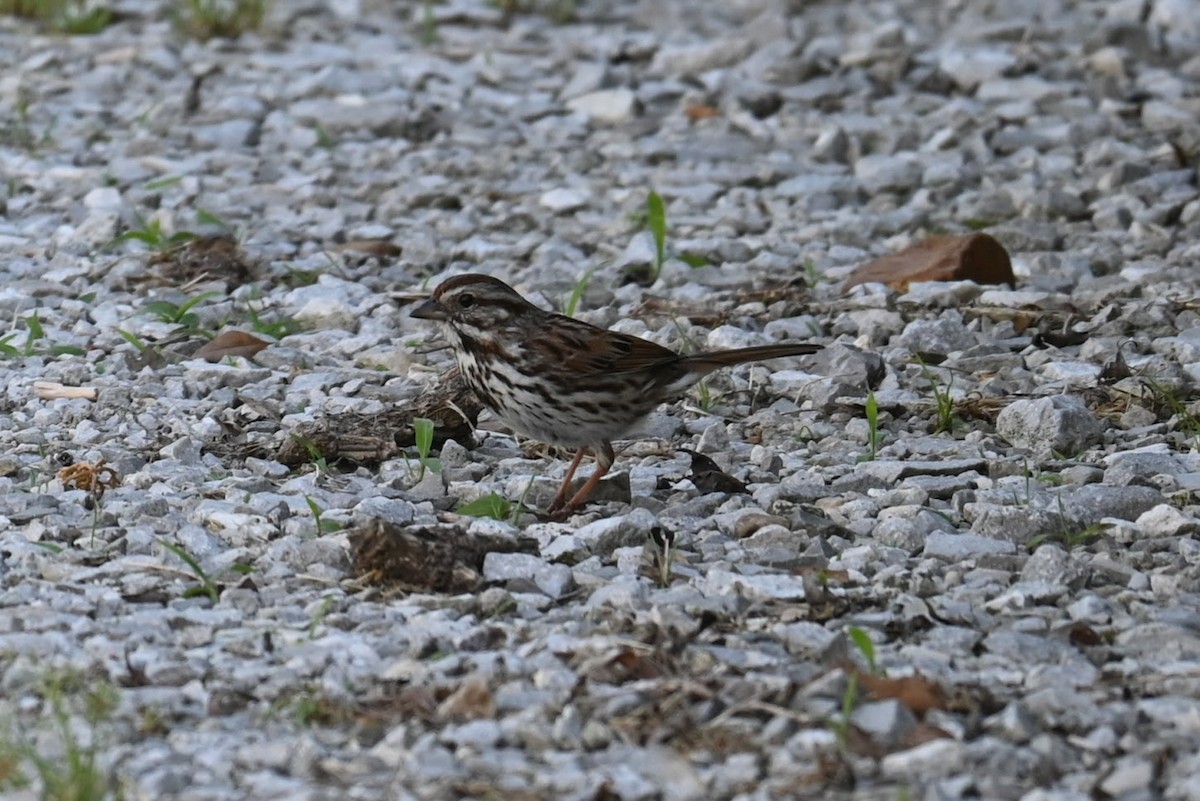 Song Sparrow - ML619422605