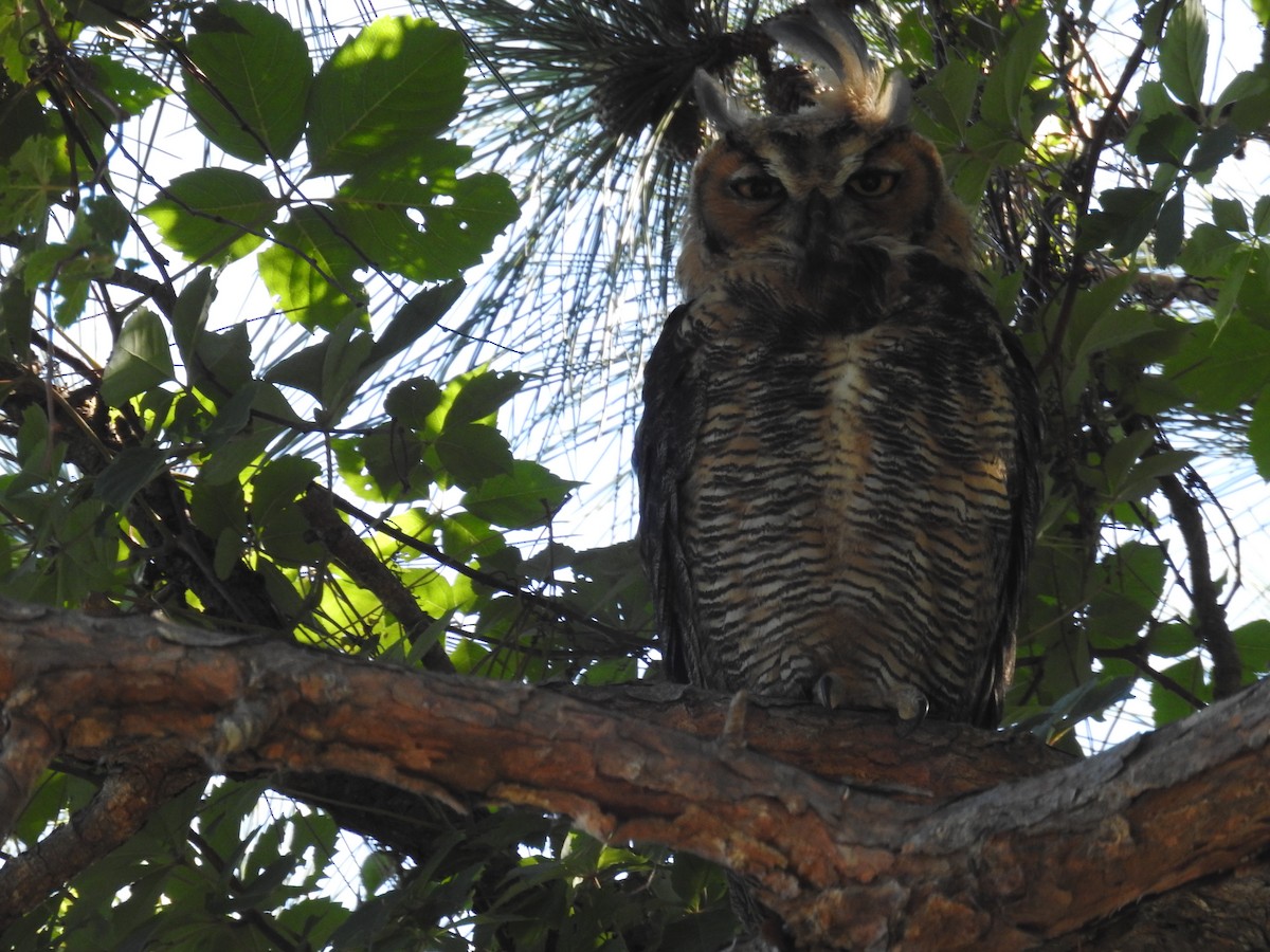 Great Horned Owl - Wendy Meehan