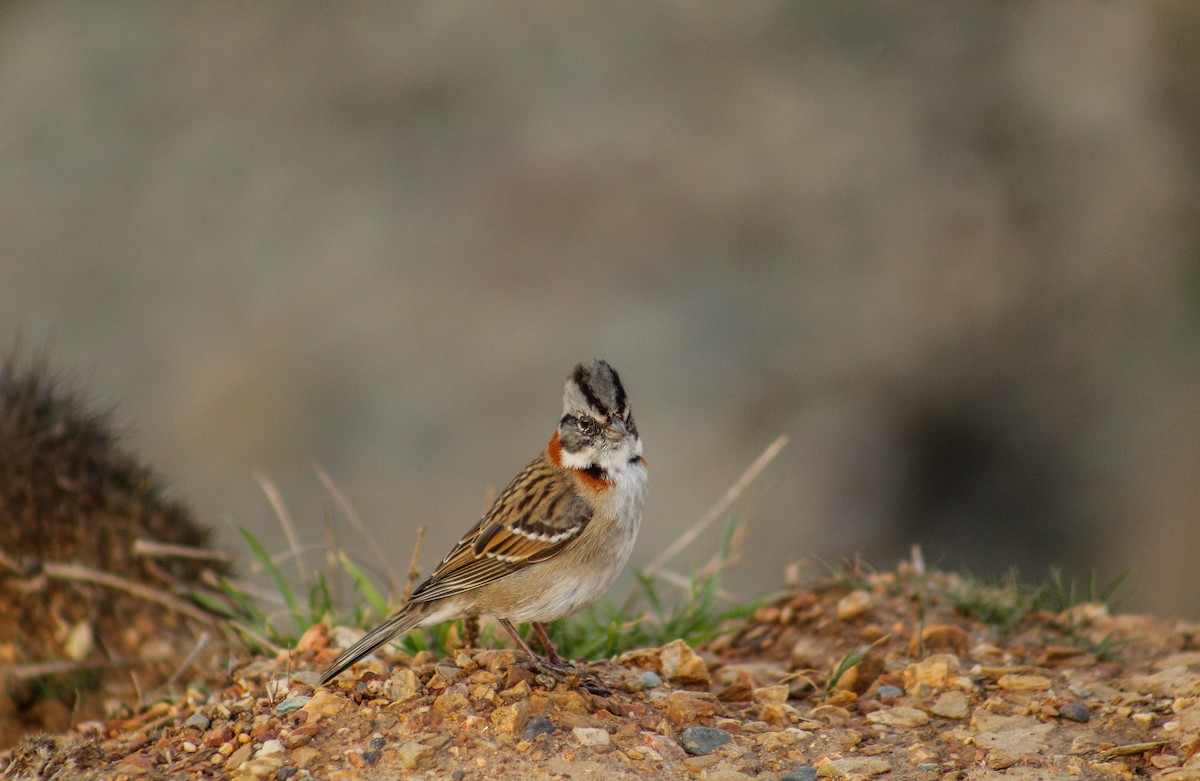 Rufous-collared Sparrow - Vicente Avilés