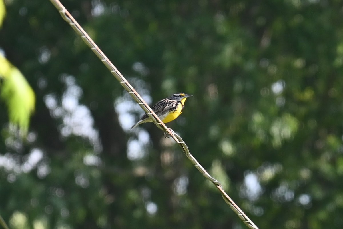 Eastern Meadowlark - ML619422614