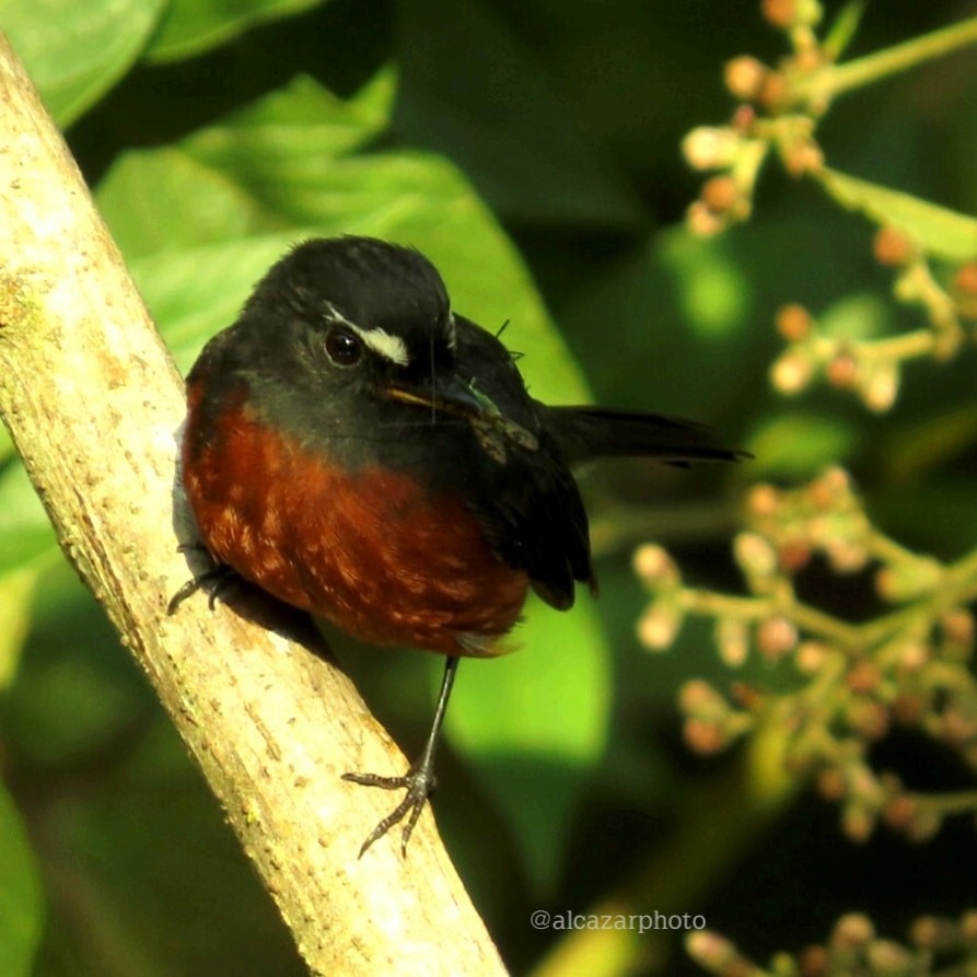 Chestnut-bellied Chat-Tyrant - Carolina Alcazar