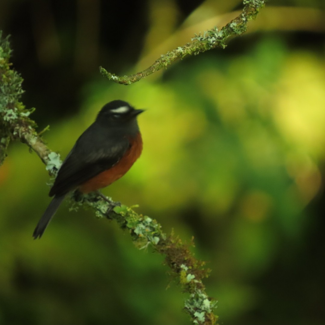 Chestnut-bellied Chat-Tyrant - ML619422622