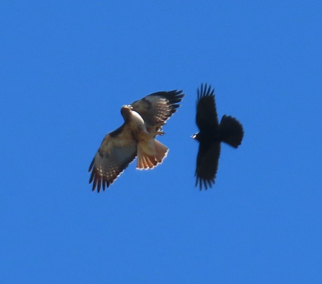 Red-tailed Hawk - Theresa Call