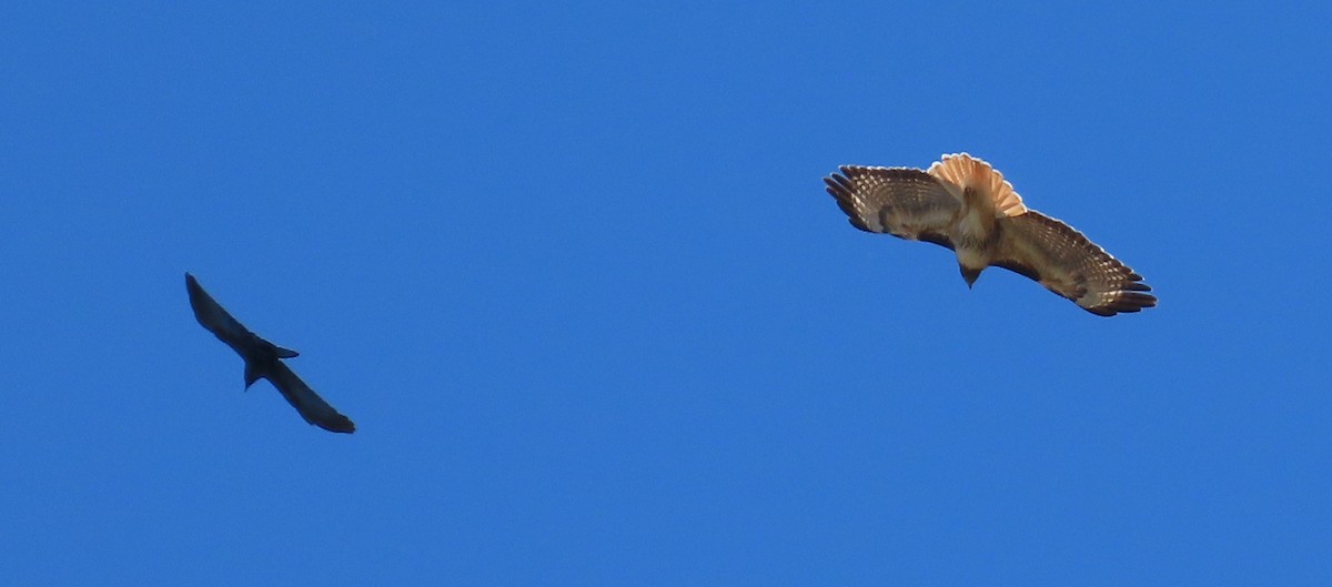 Red-tailed Hawk - Theresa Call
