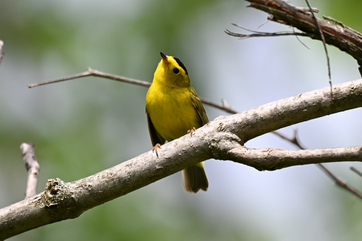 Wilson's Warbler - Josianne Garon