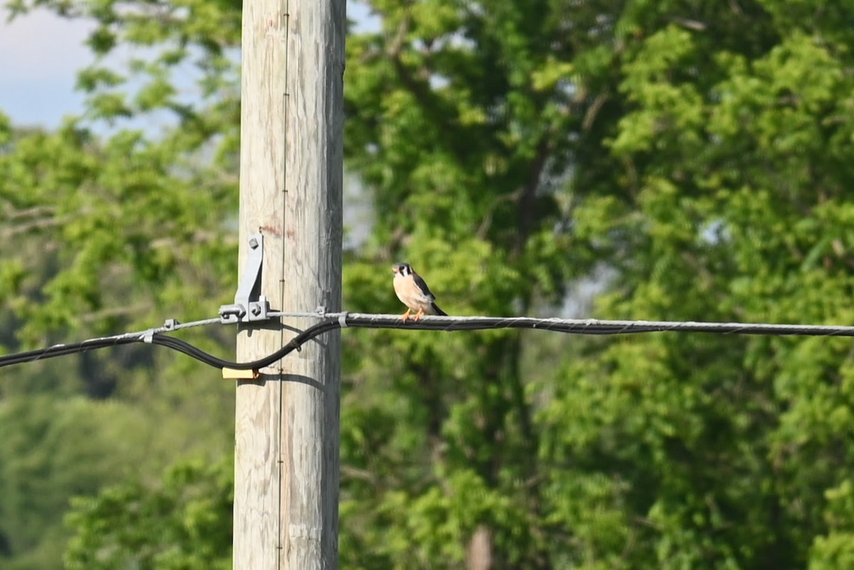 American Kestrel - ML619422633