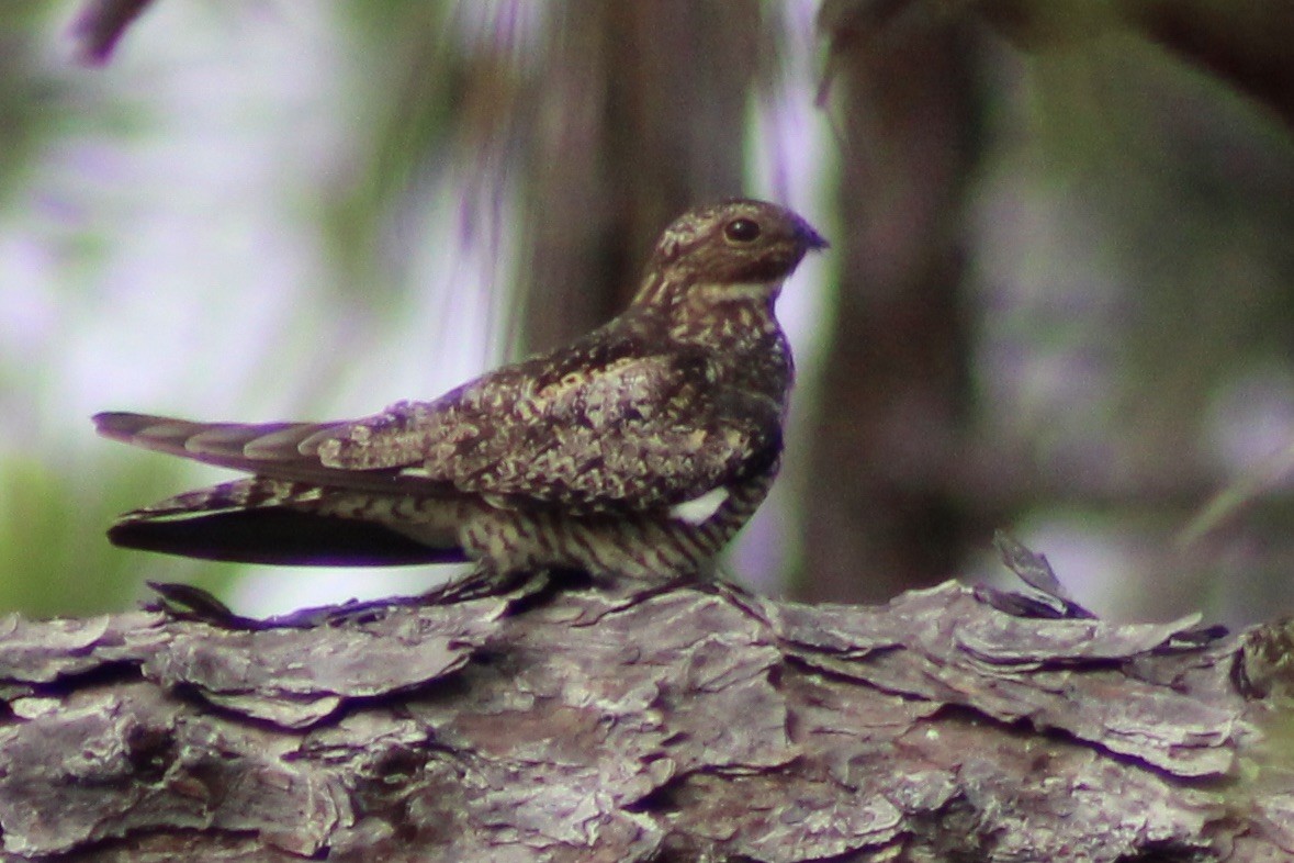 Common Nighthawk - Kevin Markham