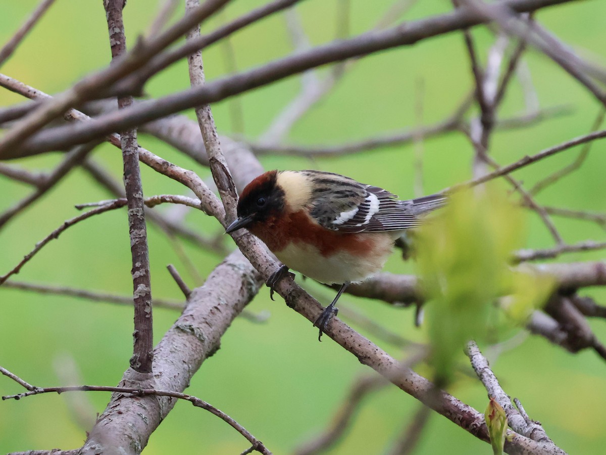 Bay-breasted Warbler - Alexandrine Fontaine-Tardif