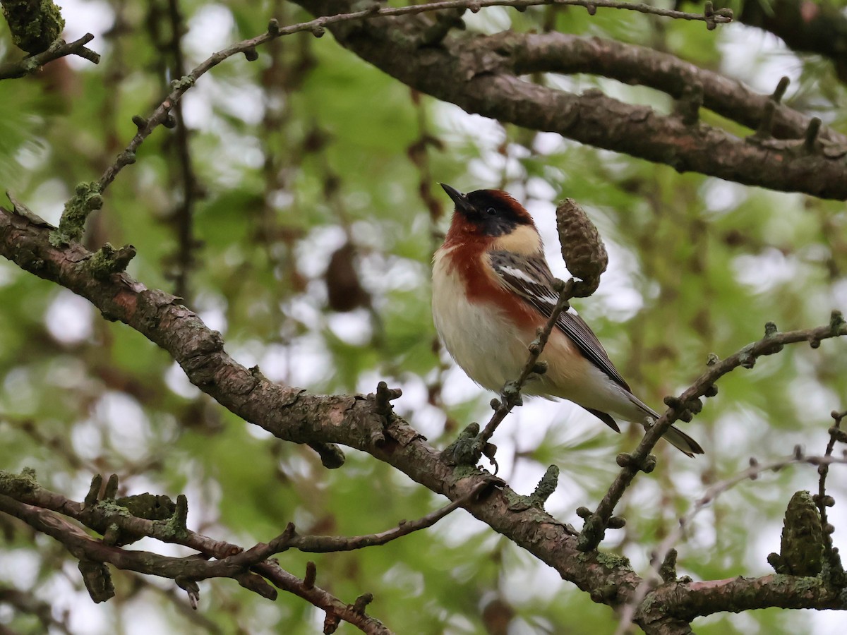 Bay-breasted Warbler - Alexandrine Fontaine-Tardif