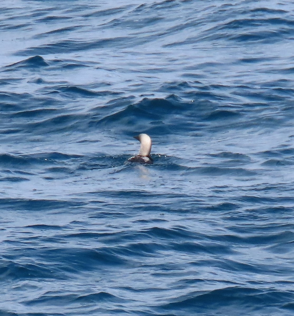 Pacific Loon - Charley Herzfeld