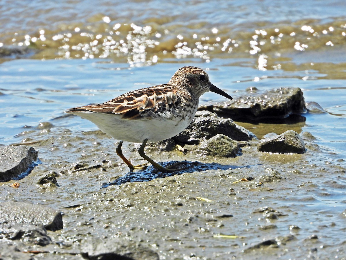 Least Sandpiper - Pauline Binetruy