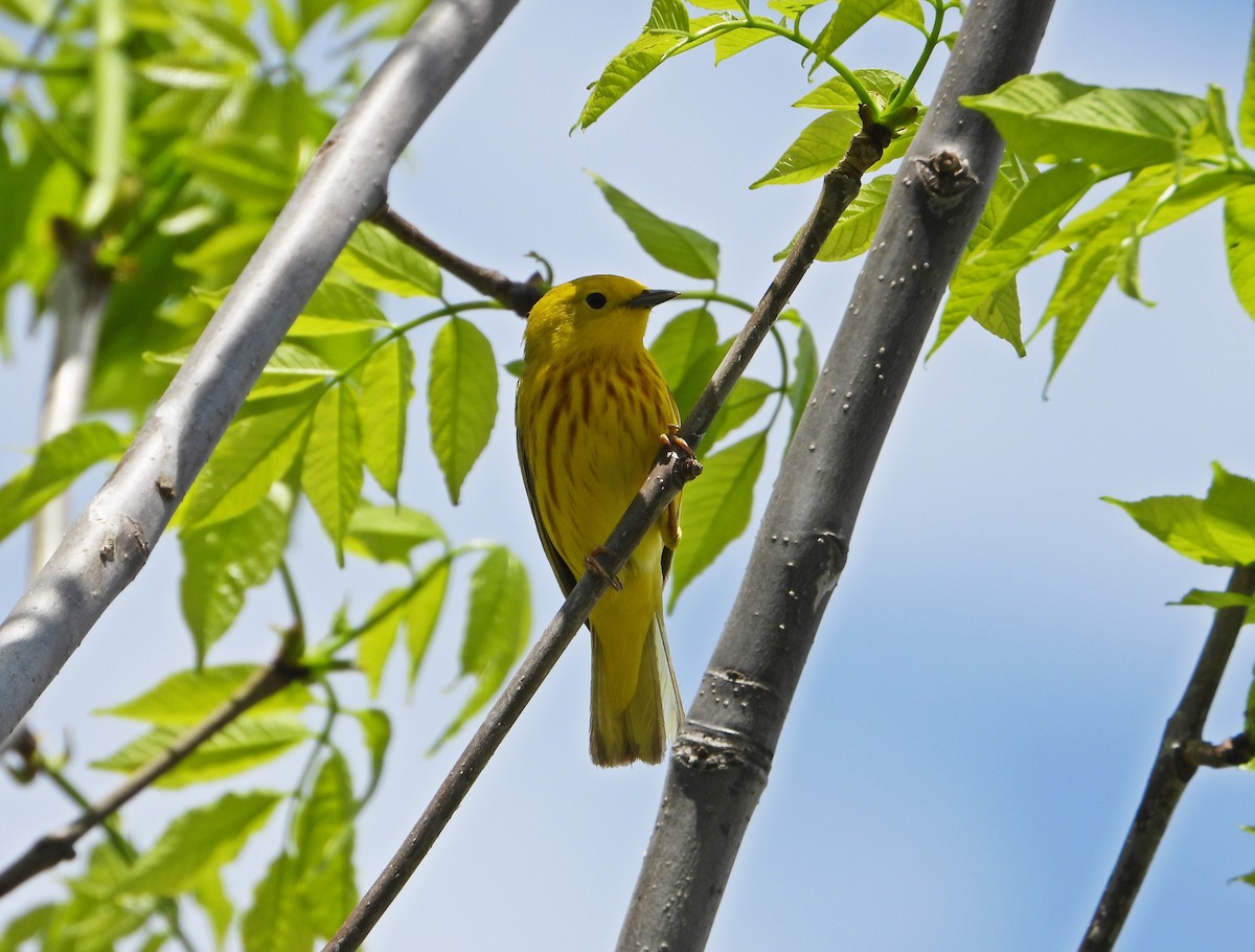 Yellow Warbler - ML619422661
