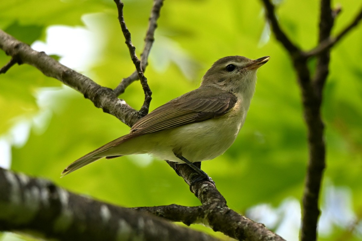 Warbling Vireo - Josianne Garon