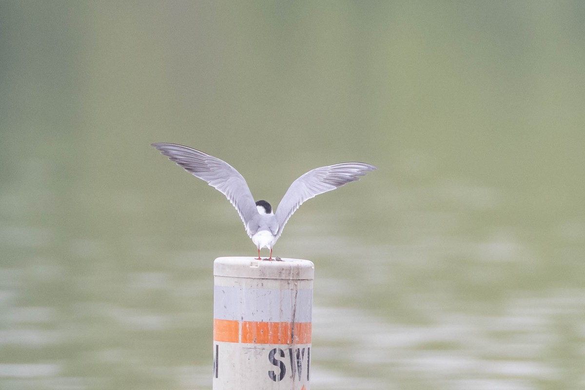 Common Tern - County Lister Brendan
