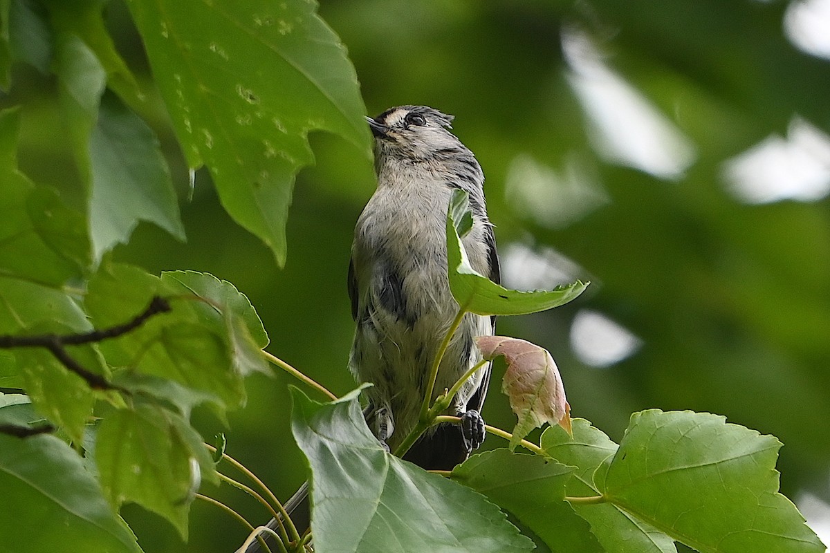 Tufted Titmouse - Chad Ludwig