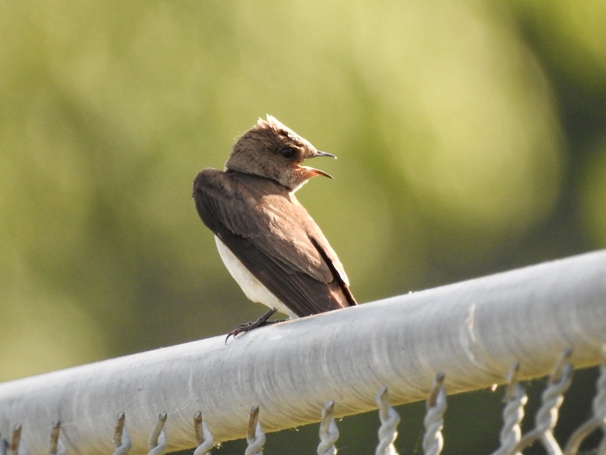 Northern Rough-winged Swallow - Ariel Dunham
