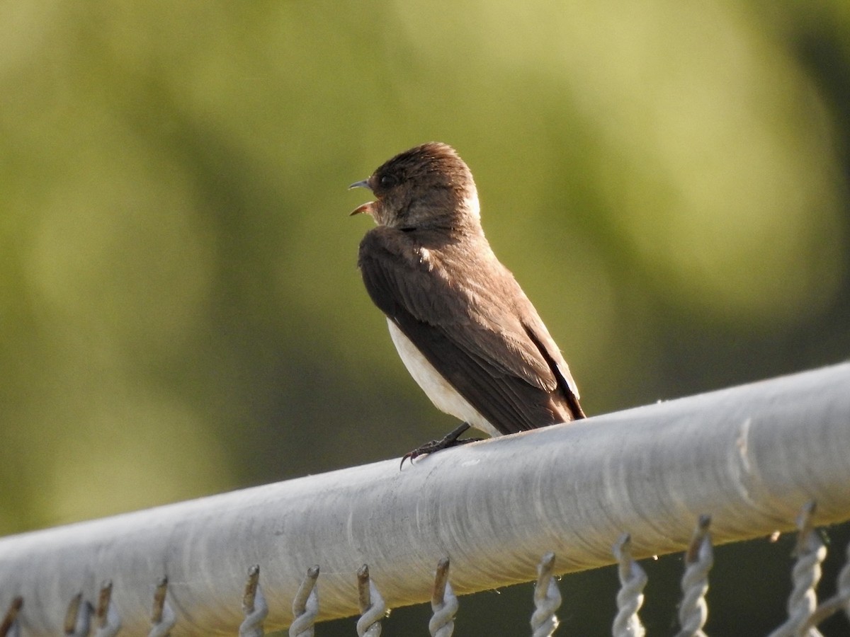 Northern Rough-winged Swallow - Ariel Dunham