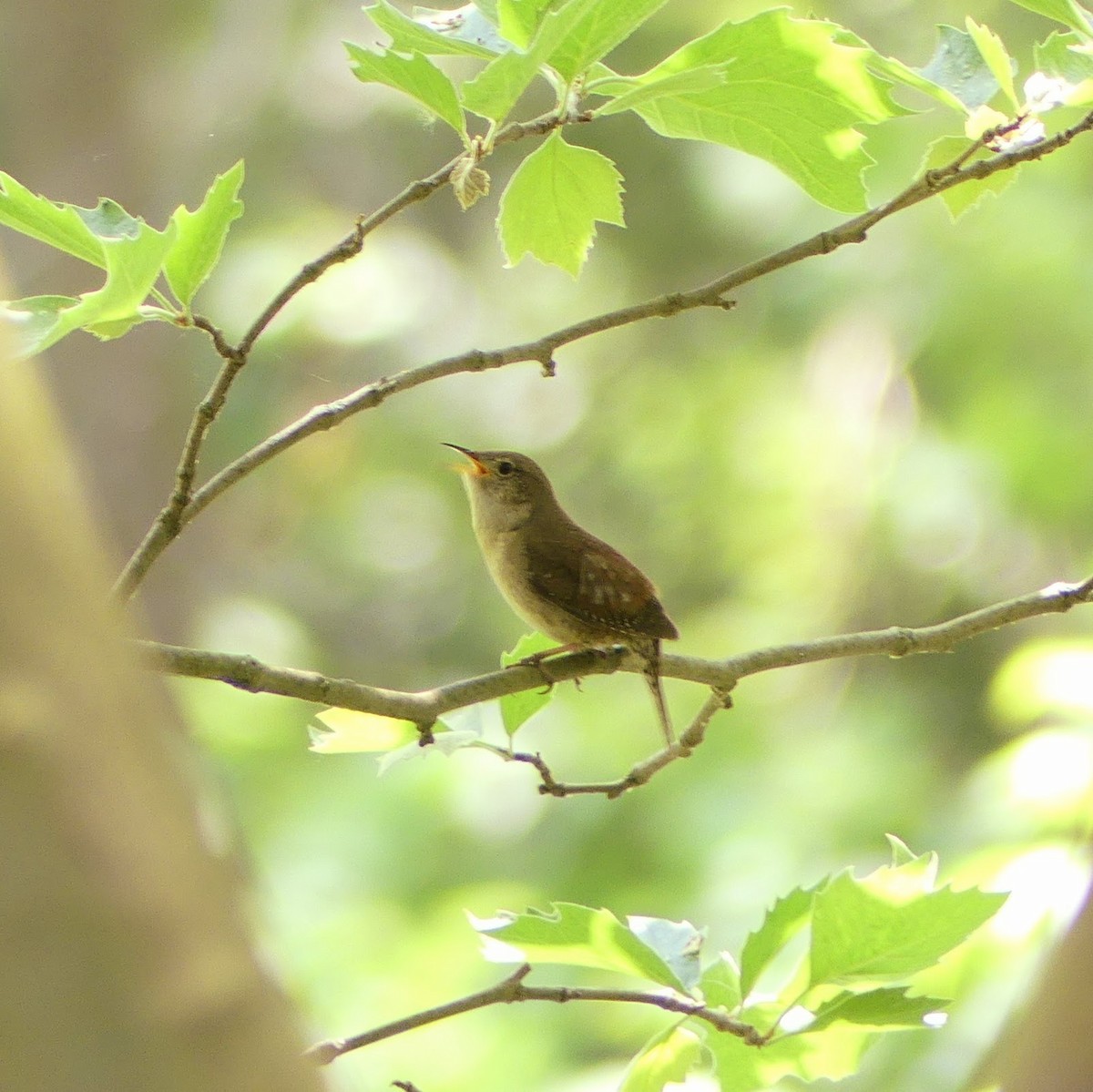 House Wren - Dan Christensen