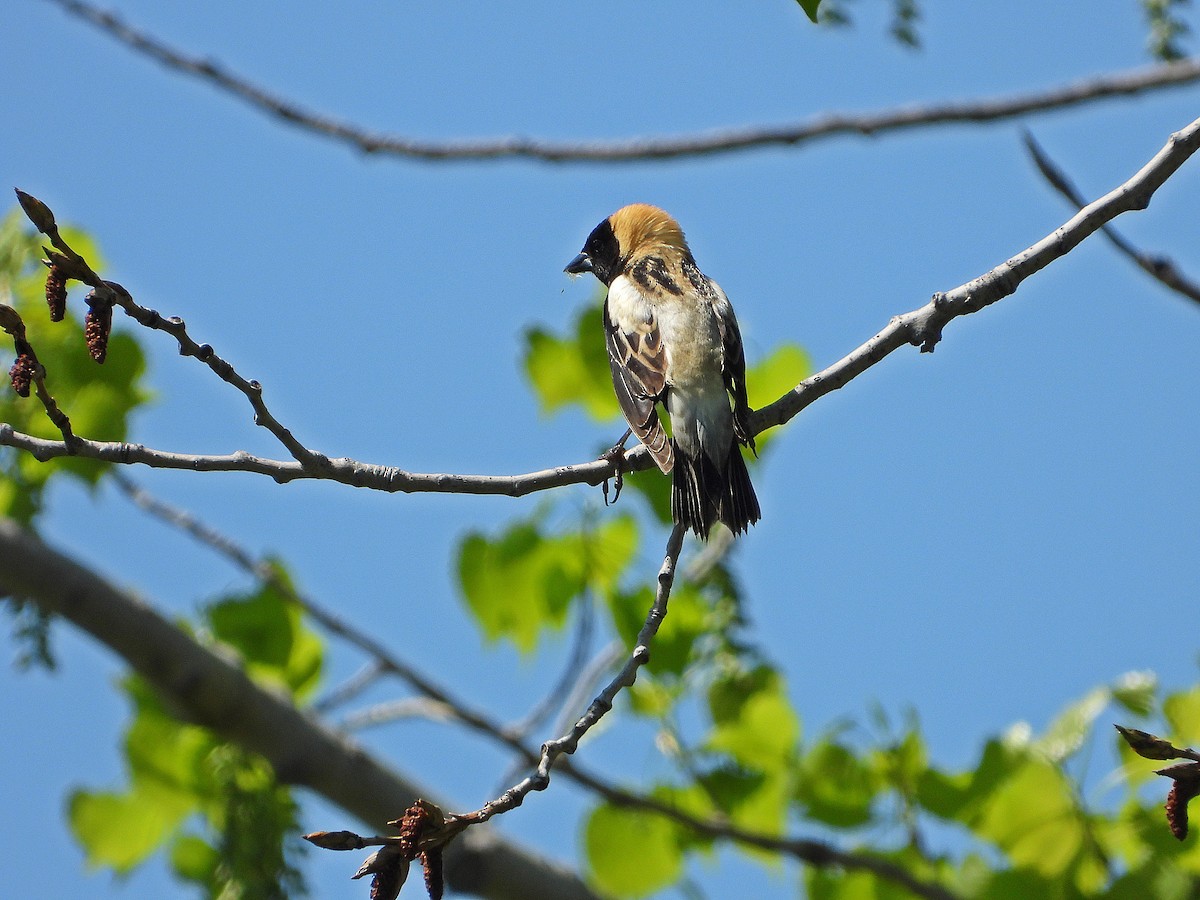 Bobolink - ML619422690