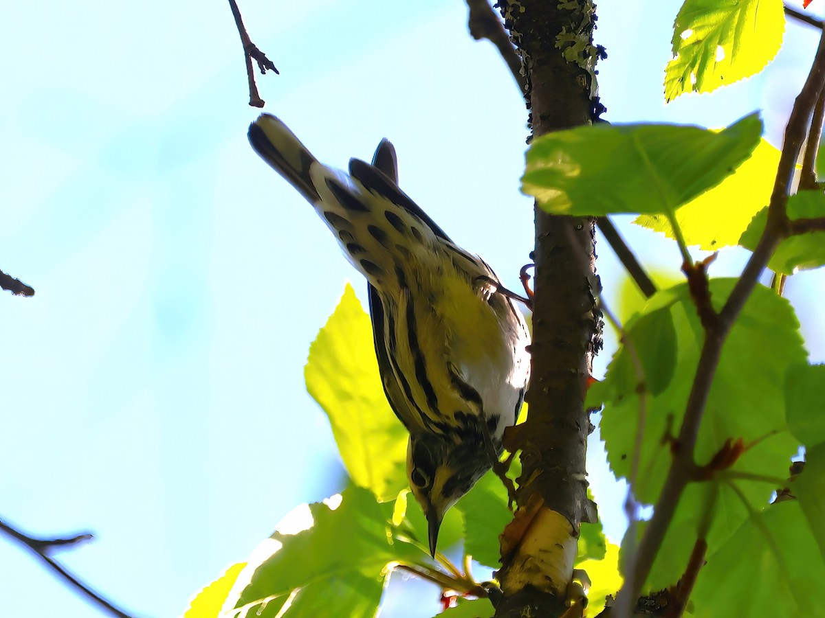 Black-and-white Warbler - ML619422696