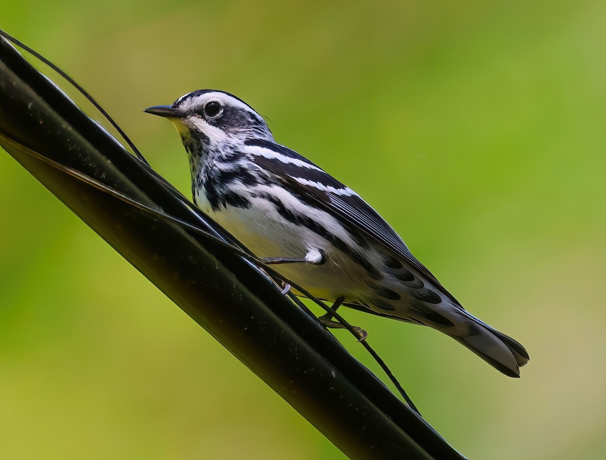 Black-and-white Warbler - Eric Patry
