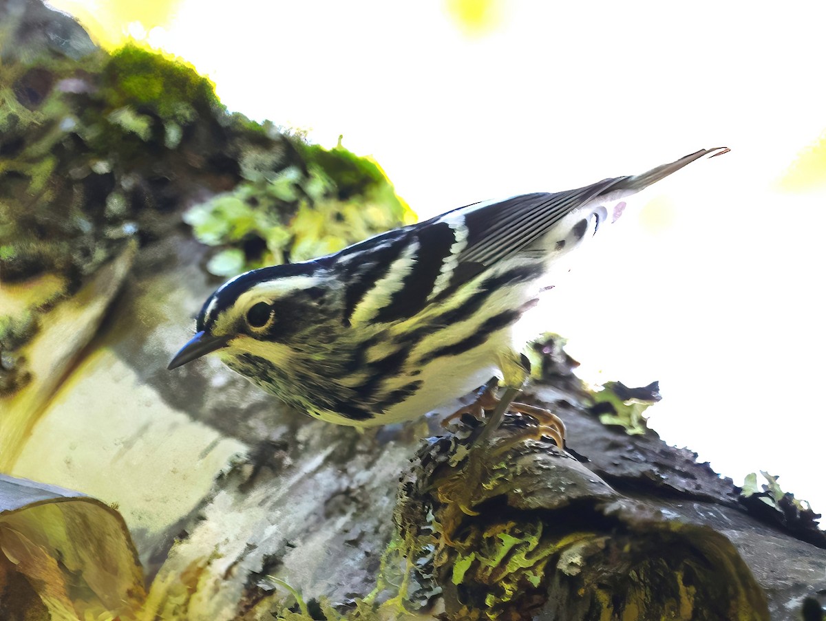 Black-and-white Warbler - ML619422698