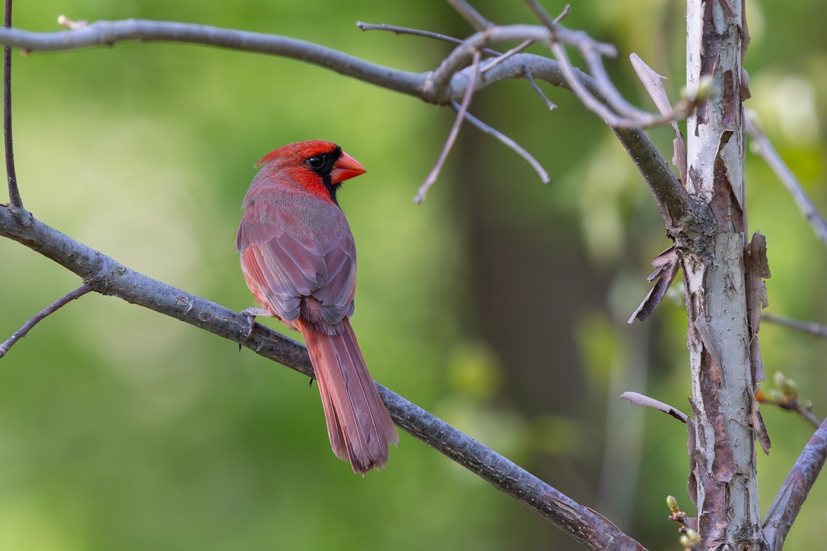 Cardinal rouge - ML619422706