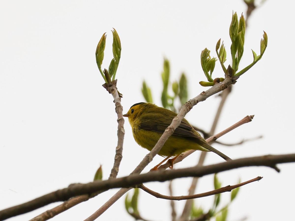 Wilson's Warbler - Alexandrine Fontaine-Tardif