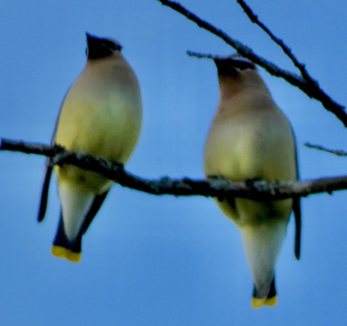 Cedar Waxwing - Connee Chandler