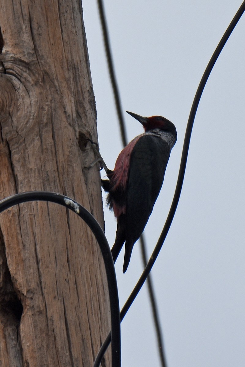 Lewis's Woodpecker - ML619422719