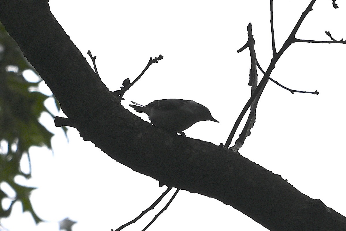 Blackpoll Warbler - Chad Ludwig