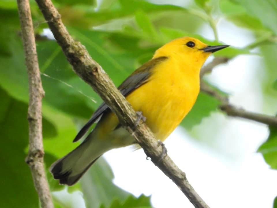 Prothonotary Warbler - Troy and Dawn Mast