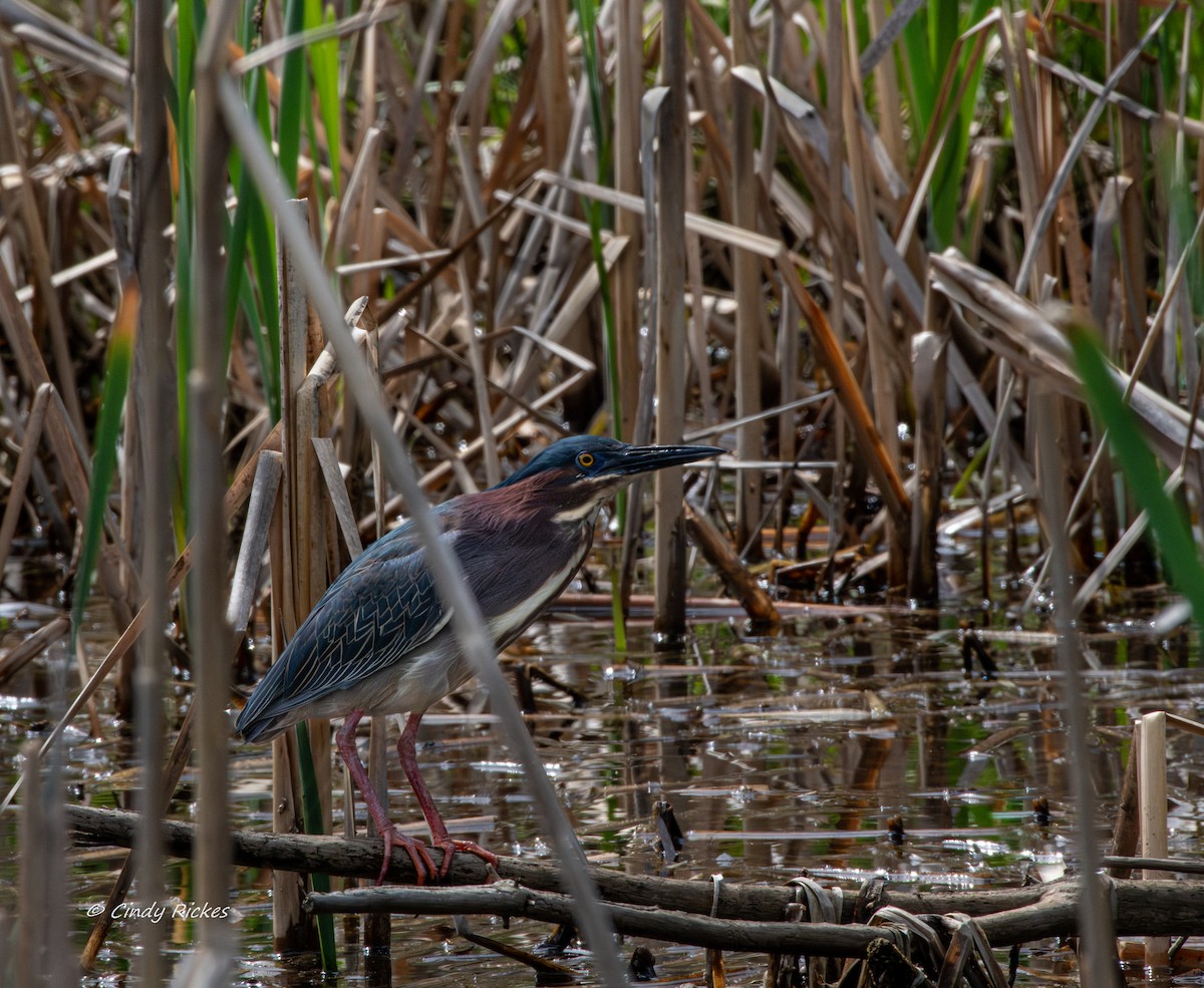 Green Heron - ML619422751